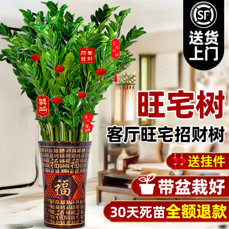 大型绿植金钱树盆栽客厅旺宅树真花绿植大型发财树乔迁摆件植物