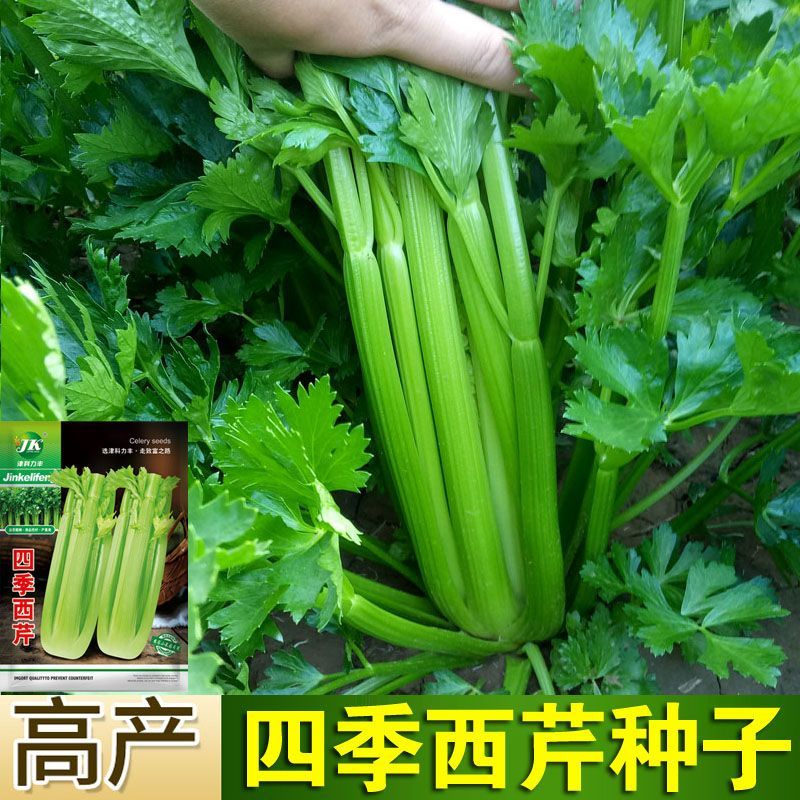 *推荐原装大肉西芹种子四季播肉厚脆爽洋芹菜种子高产阳台大棚蔬