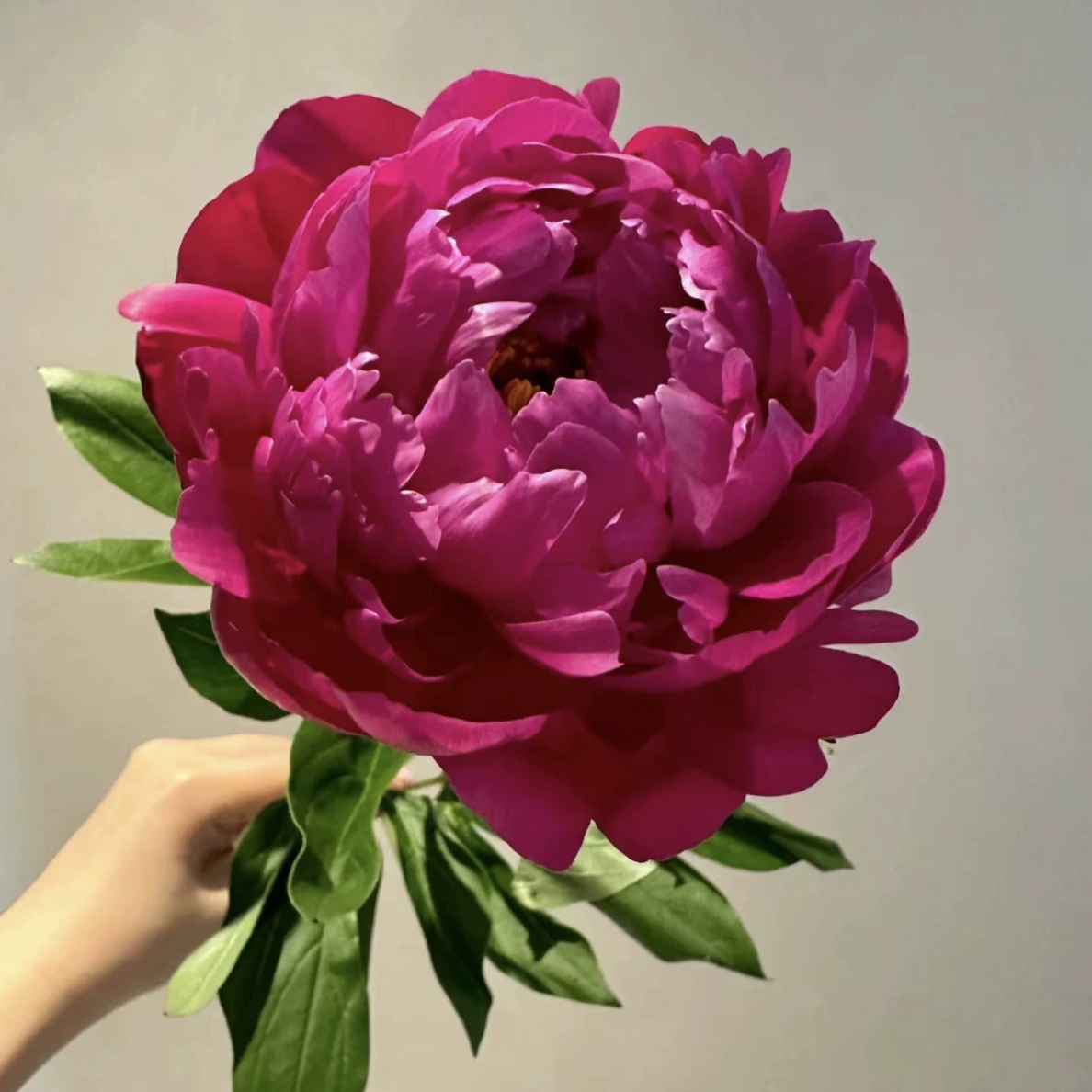 重瓣芍药花室内四季开种根阳台盆栽庭院鲜花观赏花卉植物