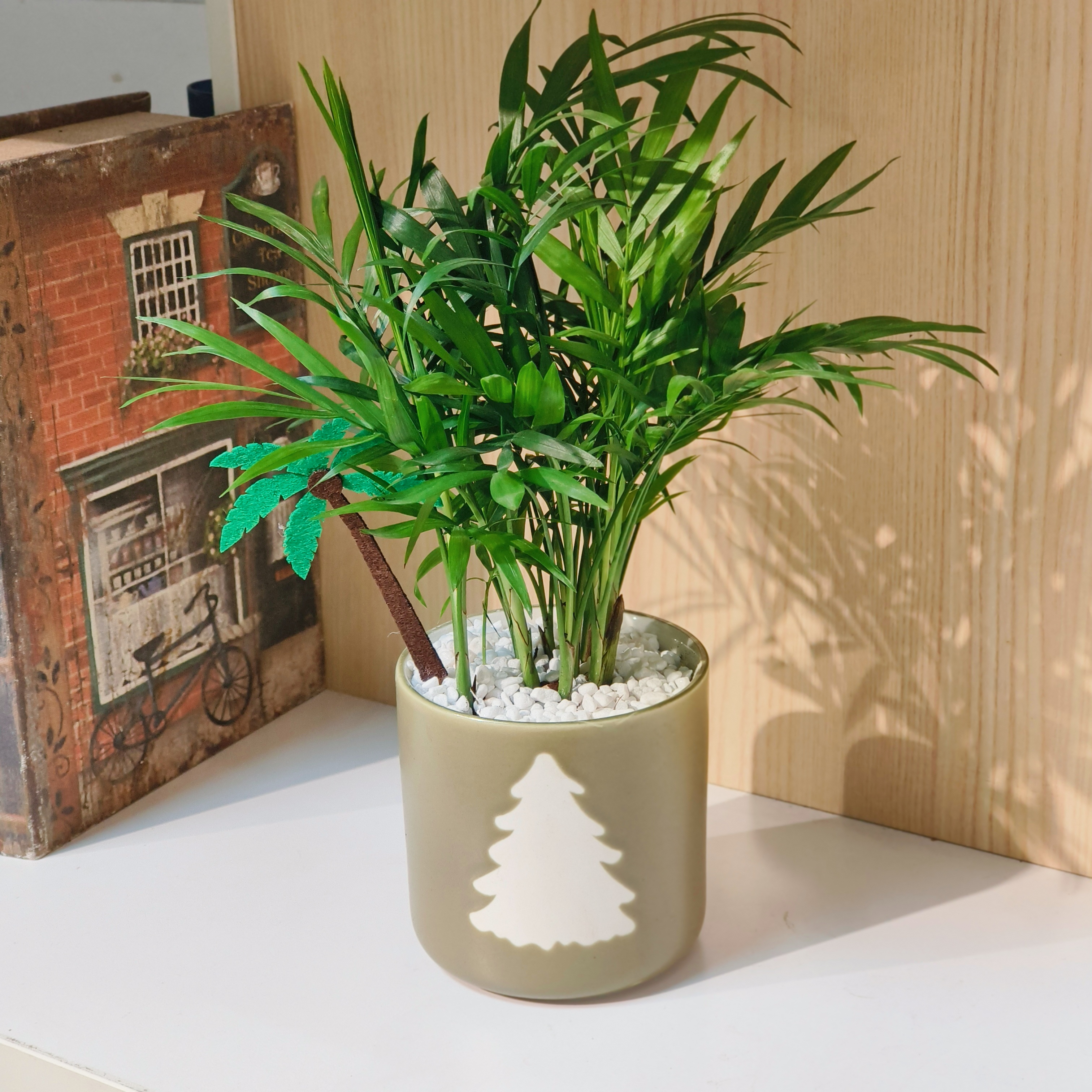 ins风新品推荐袖珍椰子绿植盆栽客厅摆件盆栽懒人好养四季常青