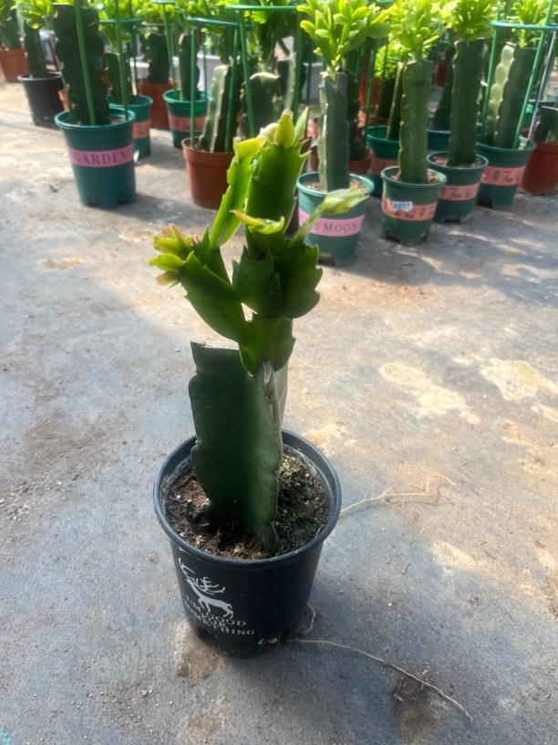 直播间 蟹爪兰一物一拍链接