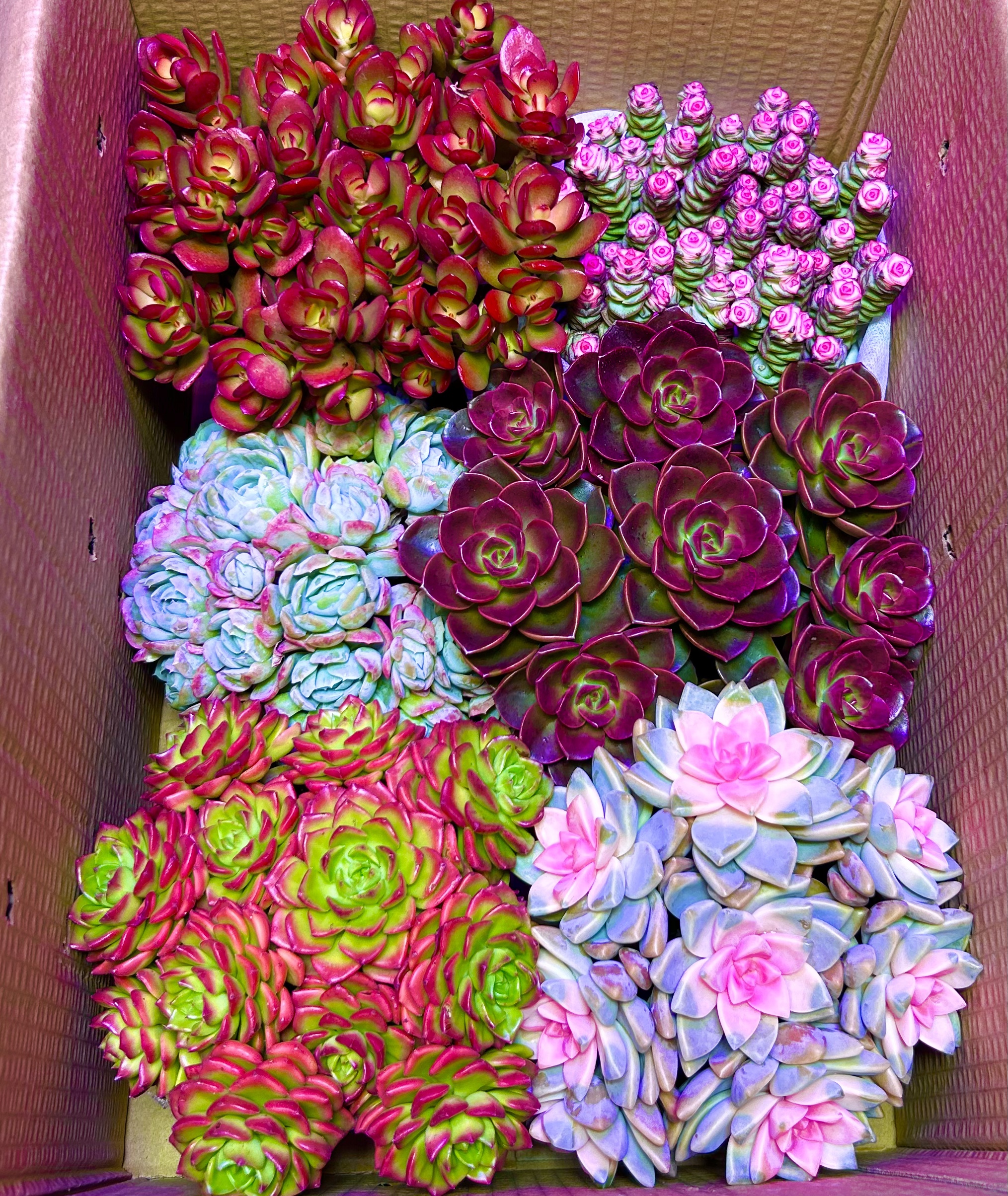 云南多肉植物基地直播一箱多肉全部挑好看的带盆带土发货