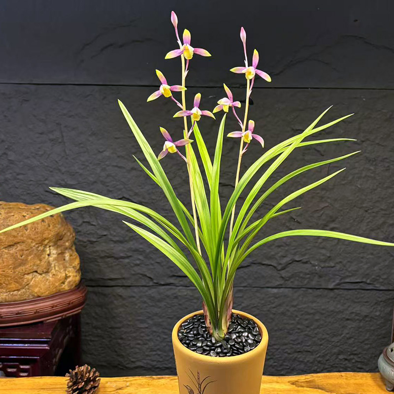 荷塘月色 稀少名花 高端兰花 绿植好养兰花苗花卉