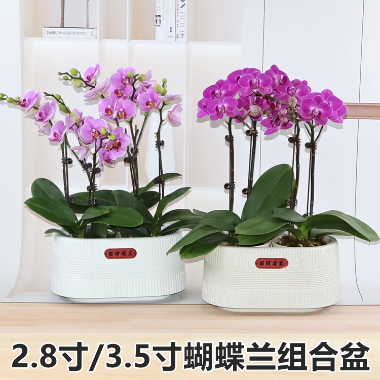 蝴蝶兰种植专用盆小盆栽拼组花盆定植育苗钵控根盆透气网格兰花杯