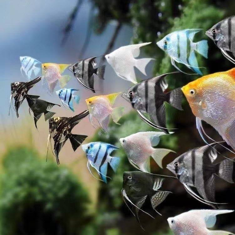 七彩神仙鱼燕鱼热带观赏鱼种鱼可繁殖