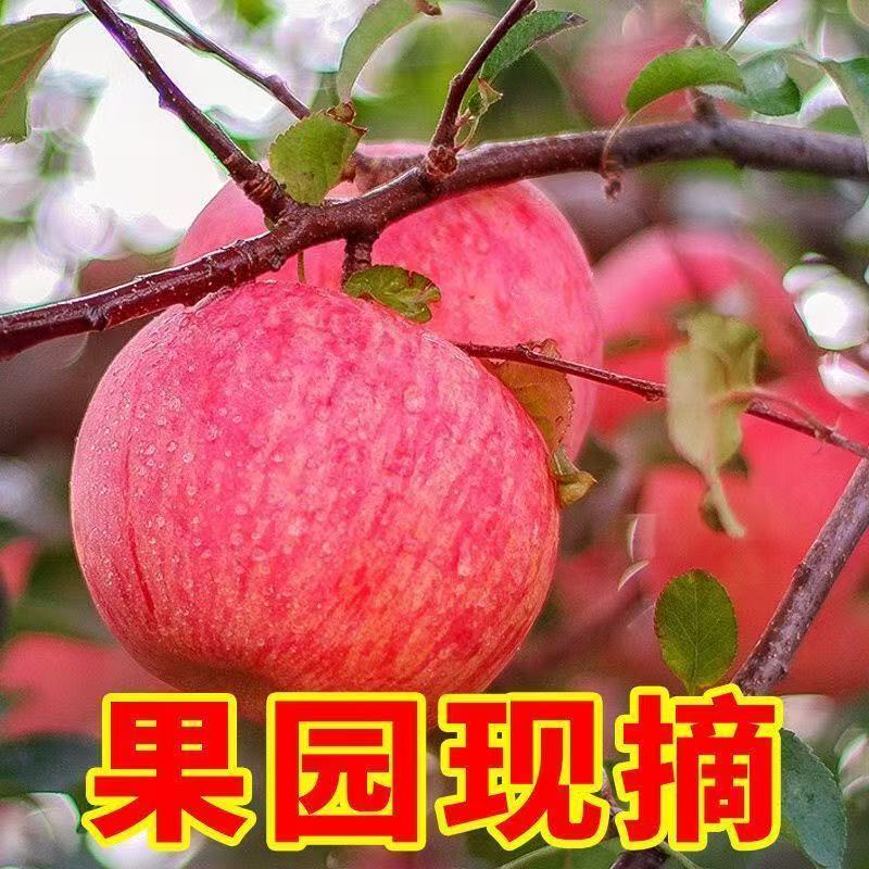 陕西当季红富士苹果新鲜脆甜多汁产地直发包邮纸箱网套发货