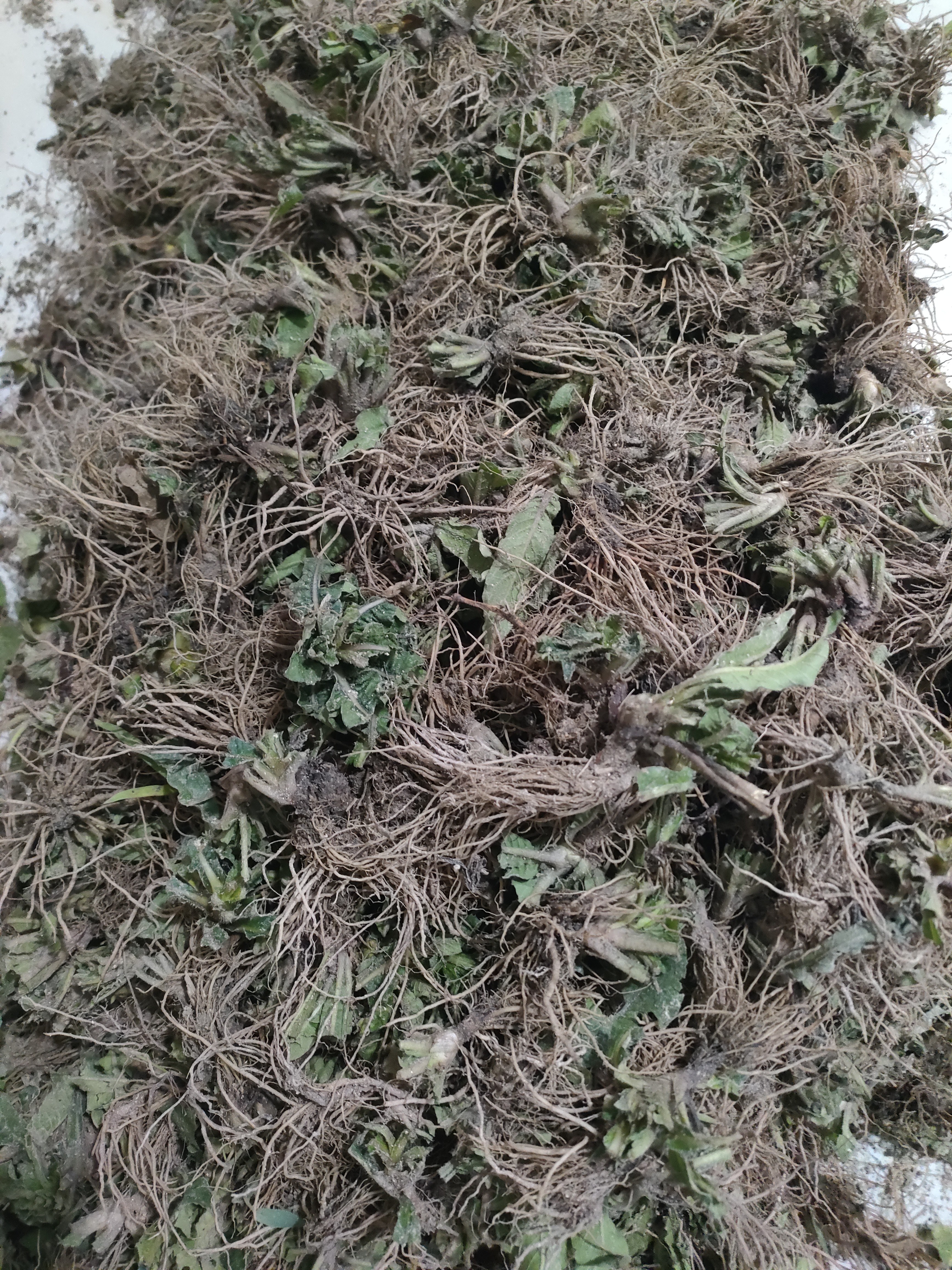 广西高山地胆头煲汤煲老鸭汤骨头汤