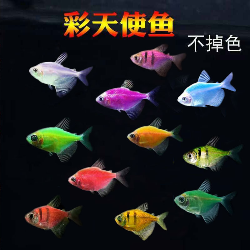 天使鱼七彩鱼不带白色群游鱼草缸鱼热带观赏金鱼淡水鱼好养活体