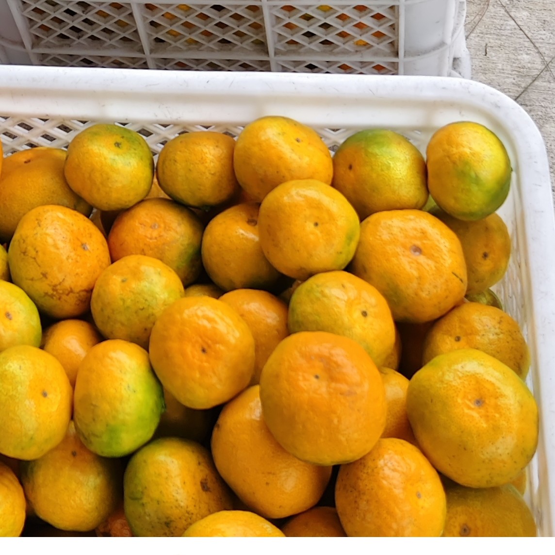 临海蜜桔手剥8斤【新鲜涌泉桔子】应季水果浙江临海涌泉蜜橘