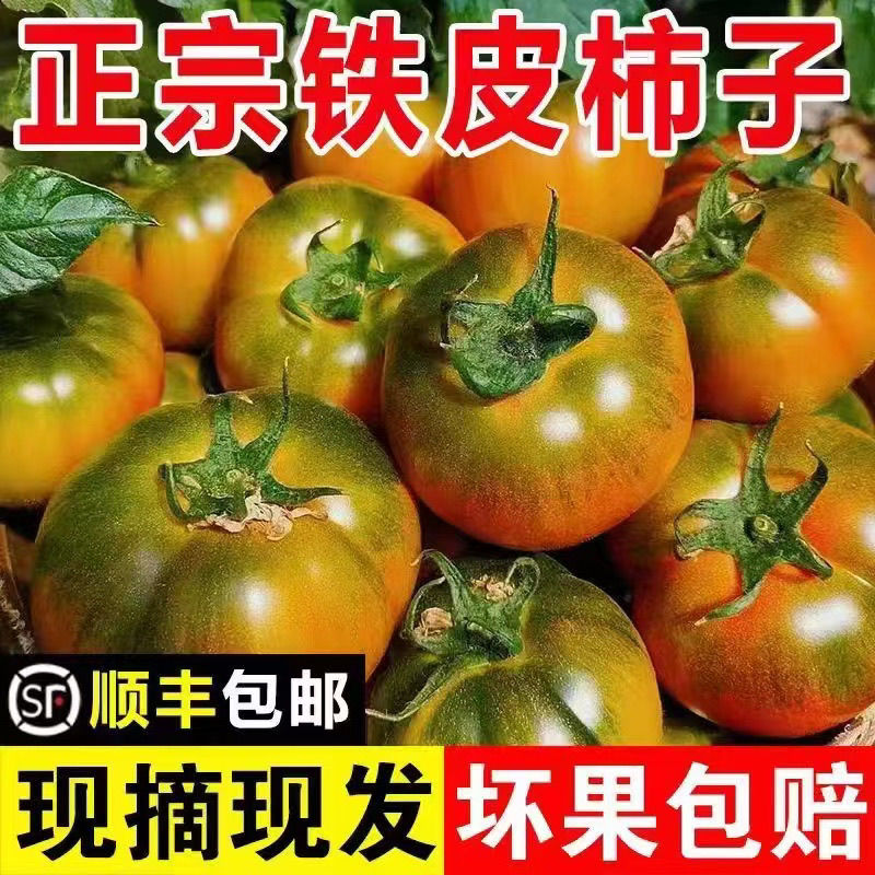 丹东铁皮柿子草莓柿子碱地柿子鹰爪番茄三斤五斤包邮