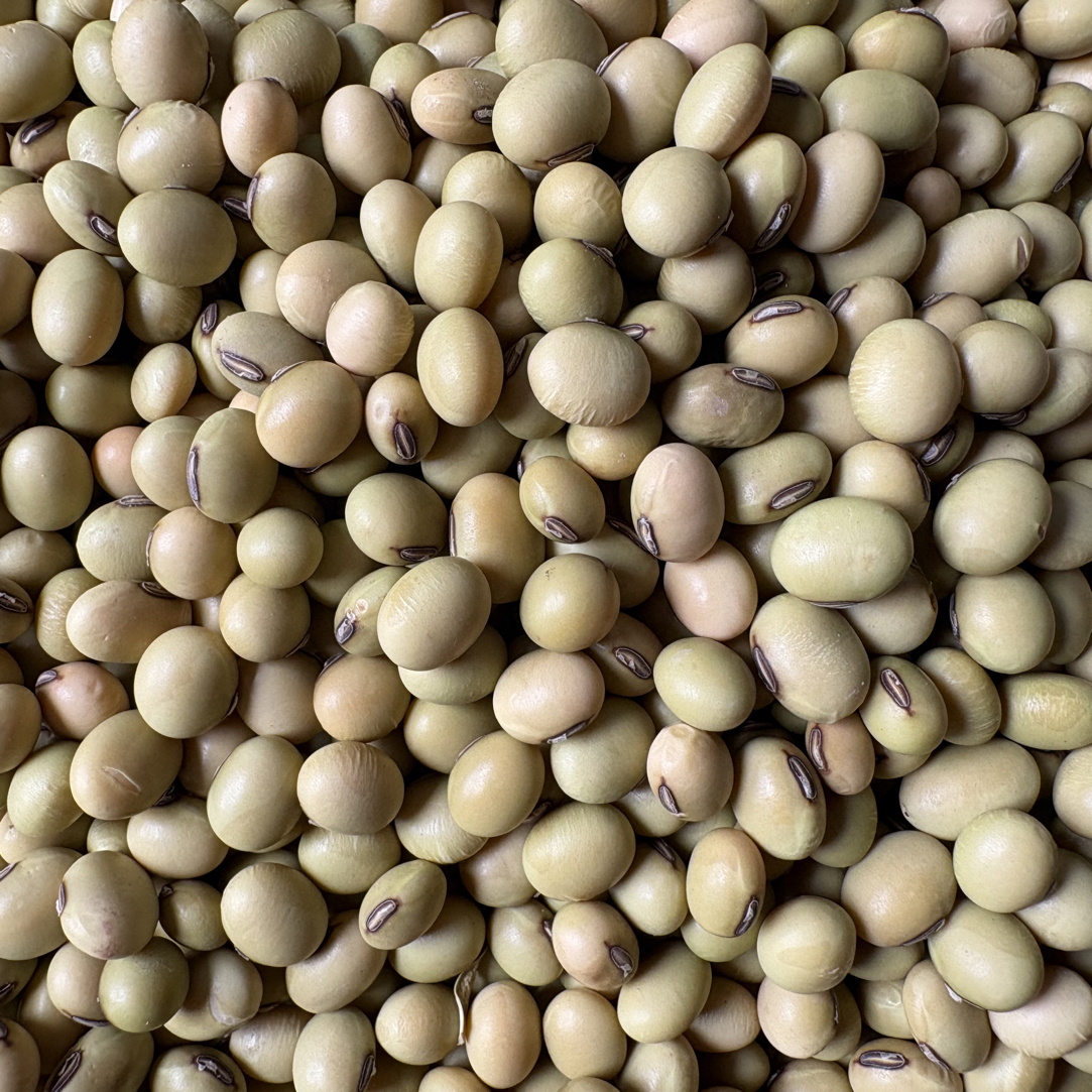 广西大山农家自种黄豆深山种植豆味浓香浓郁