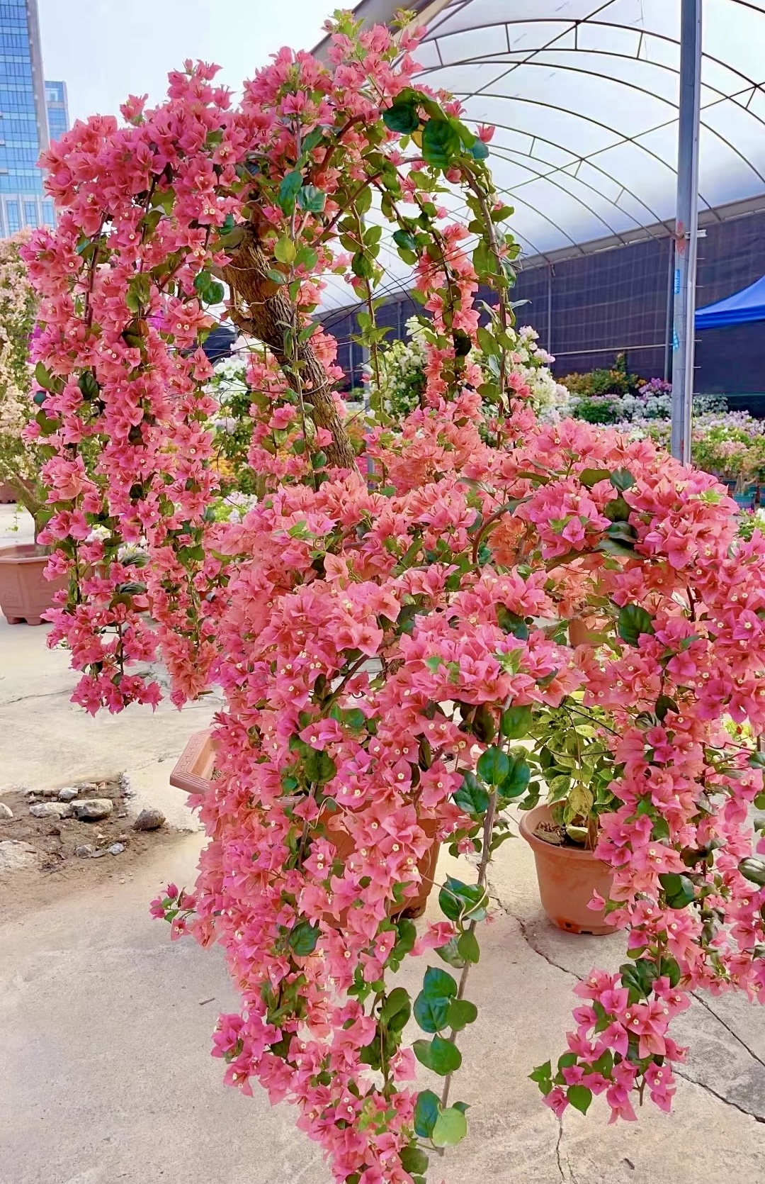 【米罗】花卉三角梅不易掉花四季勤花基地直发