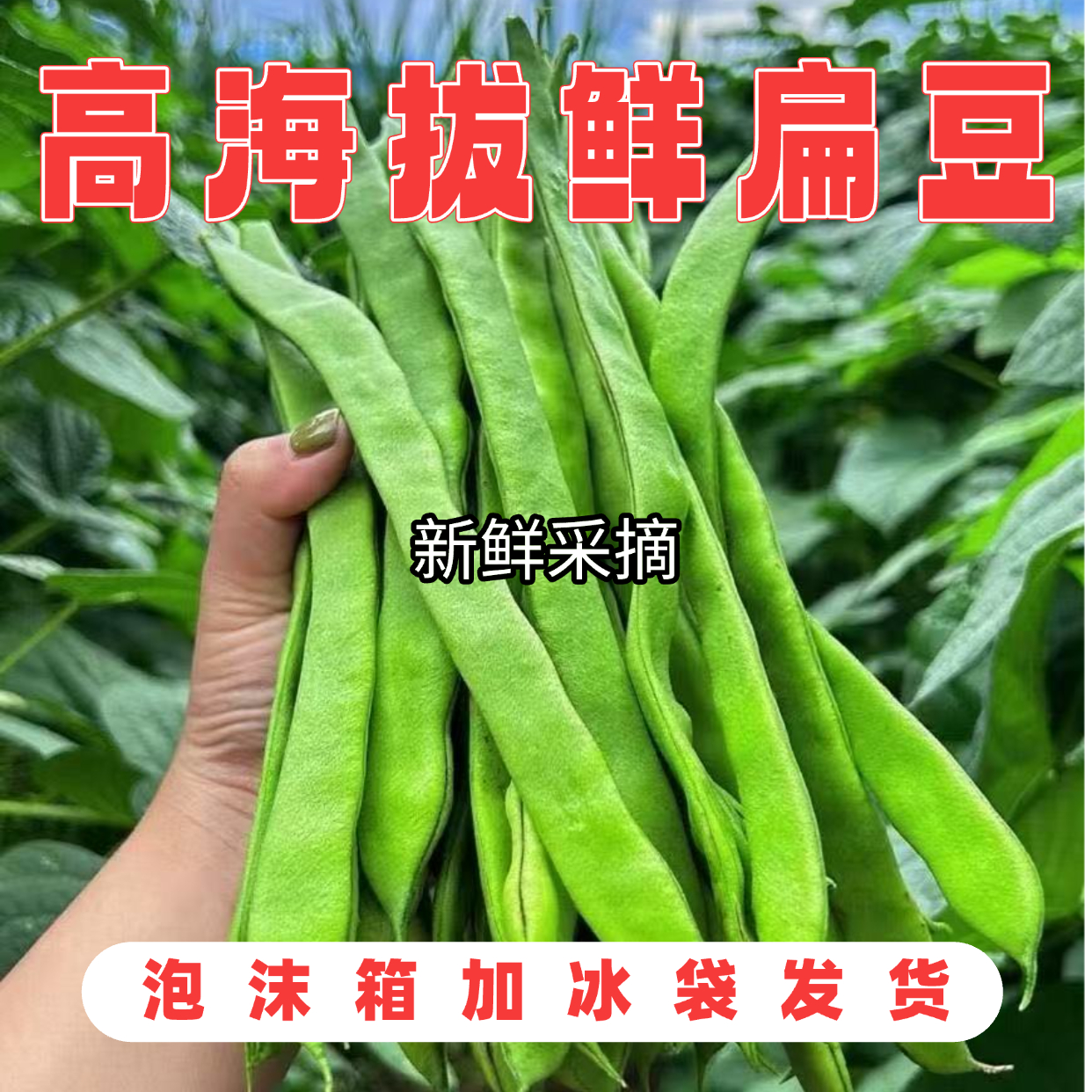 【云南新鲜扁豆】高山露天种植新鲜扁豆嫩绿四季豆芸扁豆油角现采