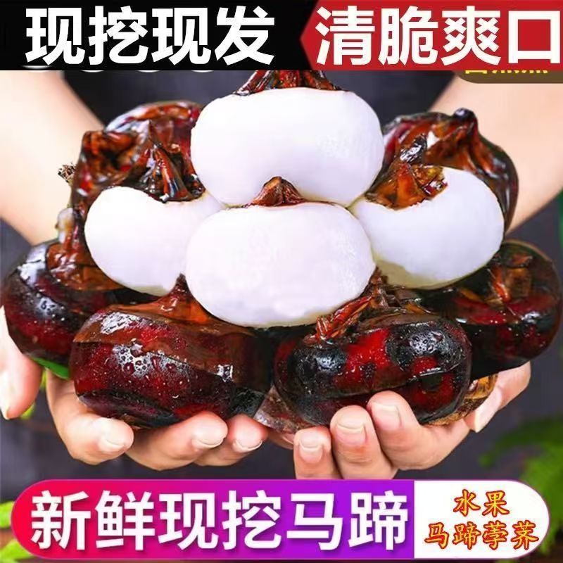 【顺丰包邮坏果包赔】正宗广西荔浦马蹄水果荸荠3斤5斤大果产地发货