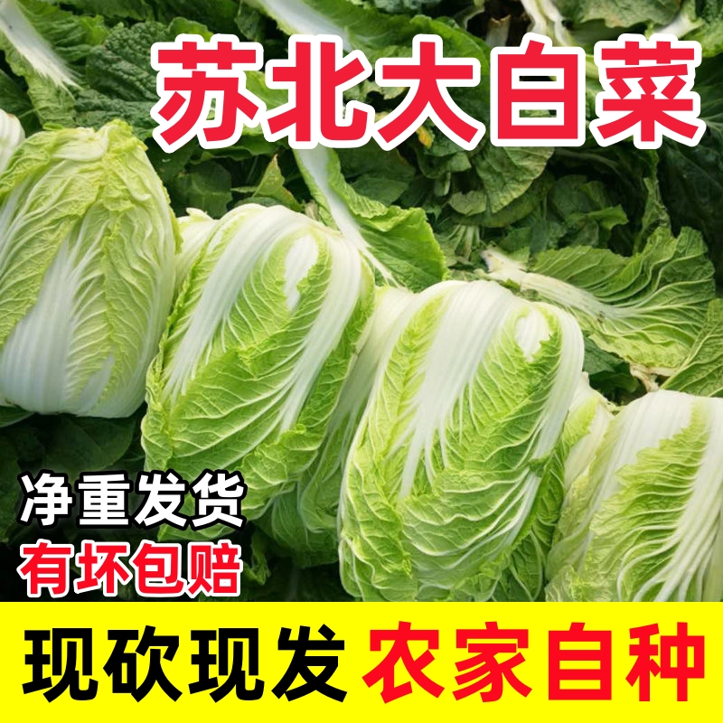 2025苏北新鲜大白菜霜打大白菜新鲜蔬菜应季蔬菜新鲜采摘产地直发