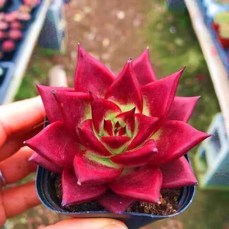 罗宾多肉植物稀有品种庭院阳台盆栽好养活室内室外防辐射多肉绿植