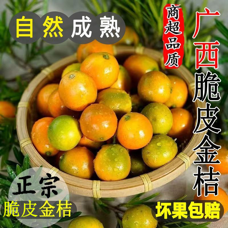 广西桂林滑皮金桔新鲜水果脆皮金桔纯甜桔子小金桔现摘金橘甜
