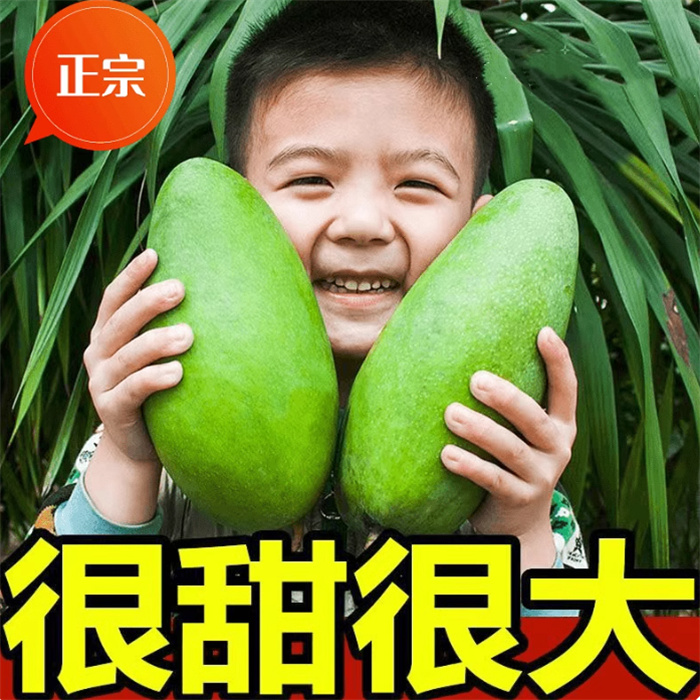 正宗大青芒大芒果青皮云南 大芒果青皮芒果 大果净重9斤8-12个