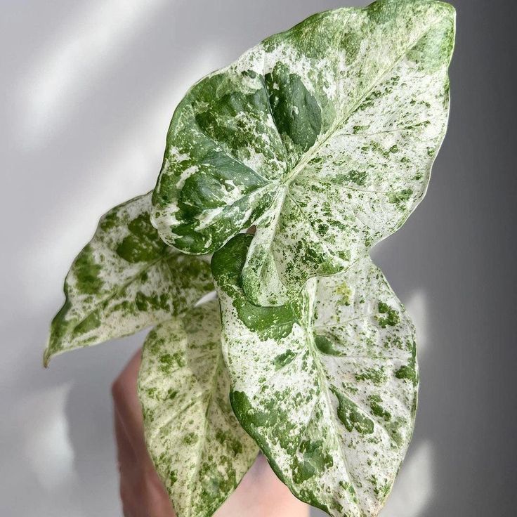 松染海芋龟背竹白锦飘雪植物盆栽室内净化空气花园庭院绿植万年青