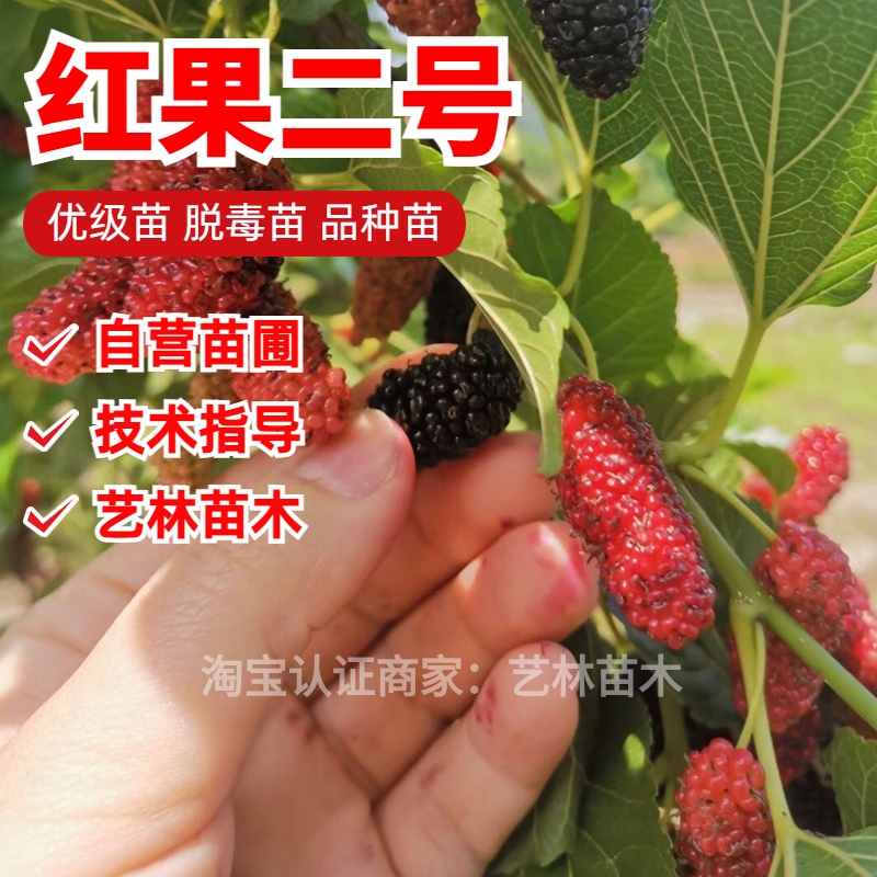 红果2号桑葚苗食用桑树莓果树苗盆栽南北方庭院地栽耐寒当年结果