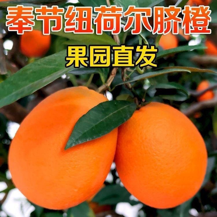 小市民正宗奉节脐橙现摘现发