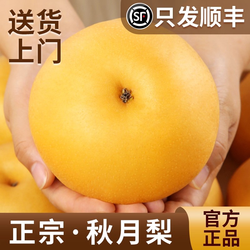 正宗秋月梨新鲜梨子现摘冰糖梨雪梨蜜梨当季水果 整箱顺丰包邮
