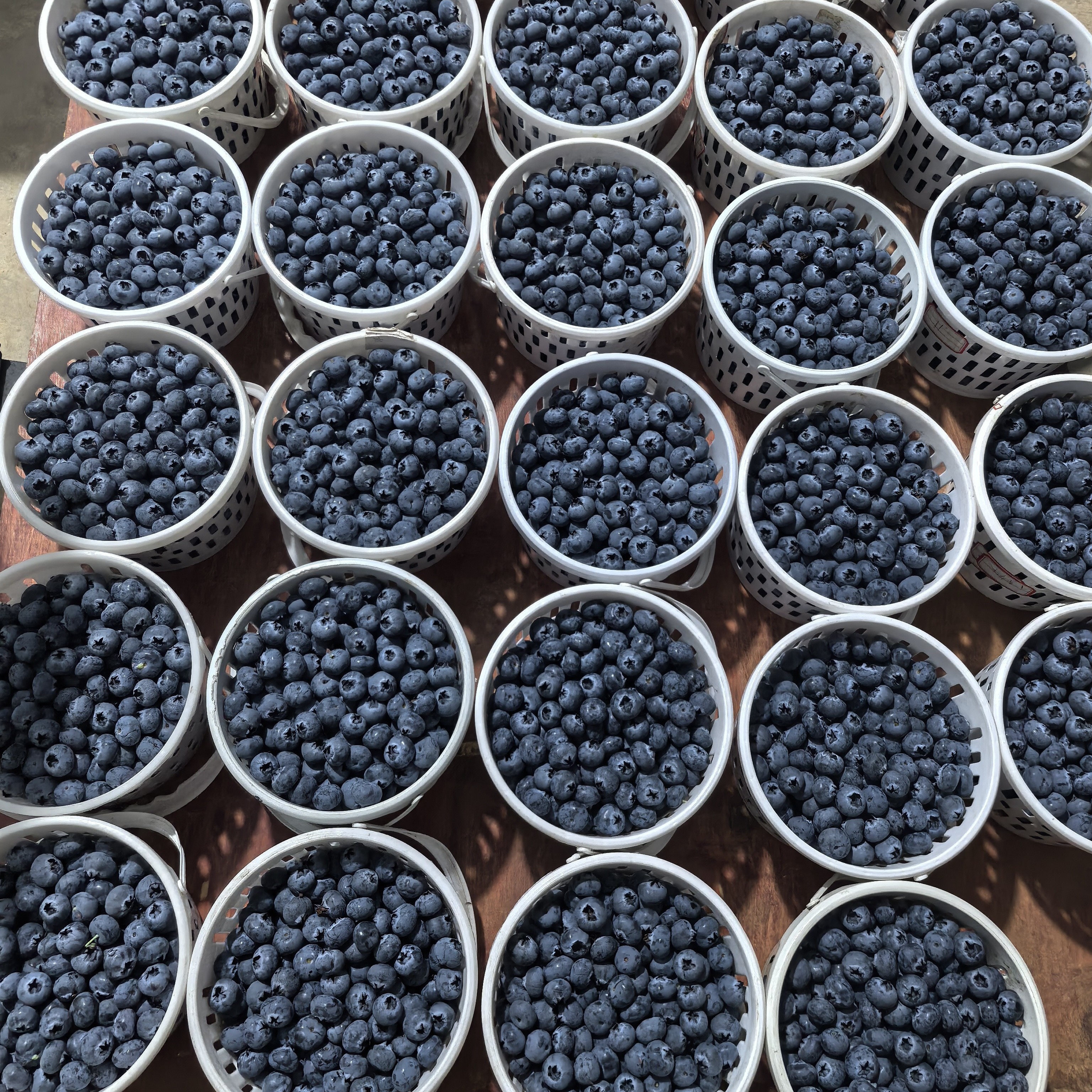 云南抚仙湖花香蓝莓鲜果新鲜现摘18mm