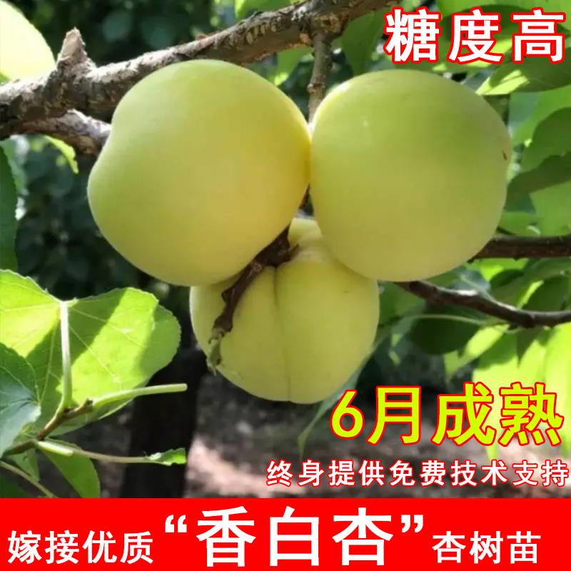 嫁接香白杏树苗河北大香杏大白杏苗耐寒北方南方庭院种植