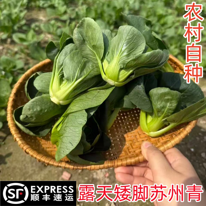【顺丰包邮】农家自种矮脚苏州青霜冻青菜新鲜青梗菜软糯香甜
