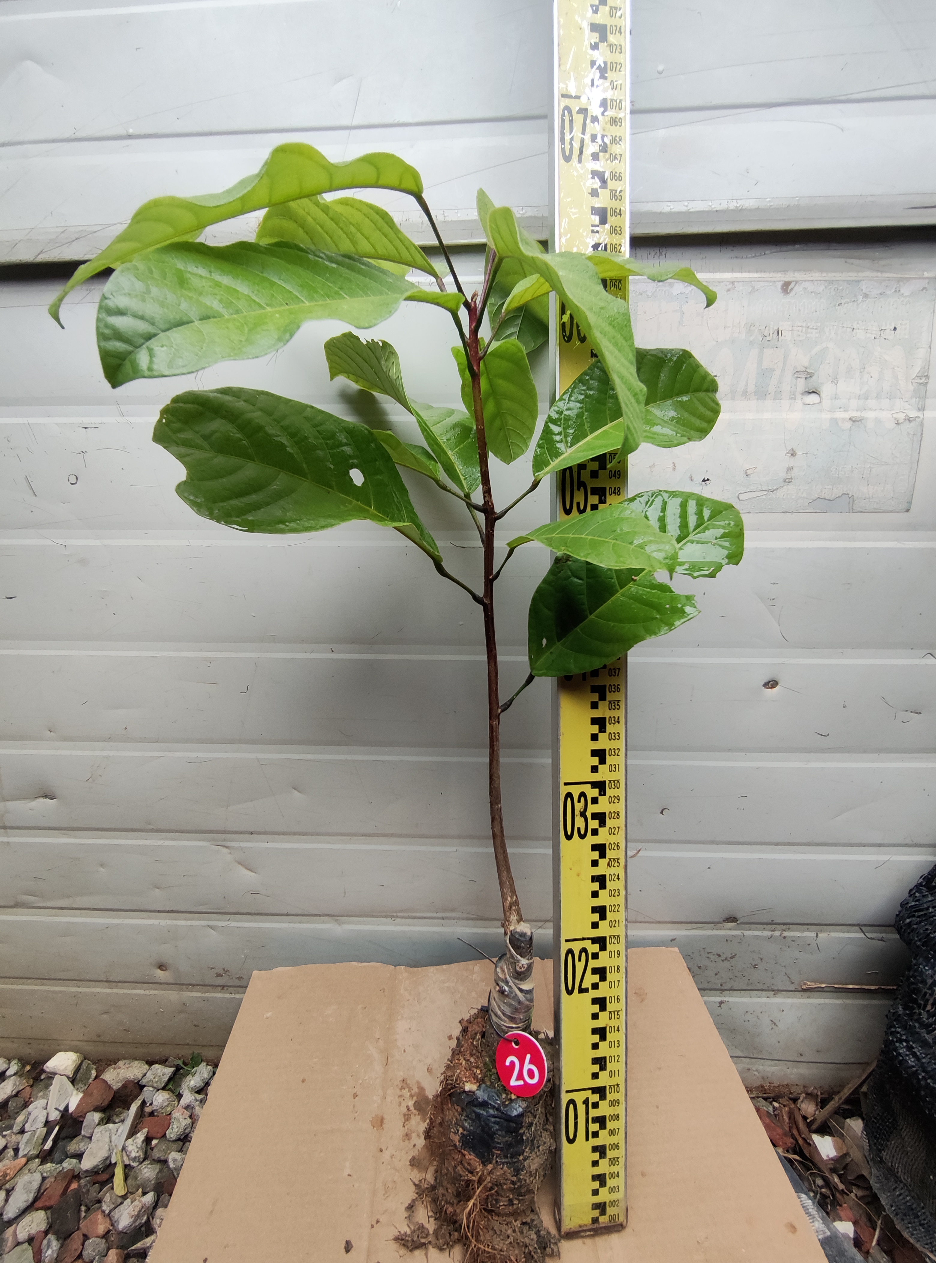 真萍婆凤眼果嫁接树苗(26号)九层皮禄旺苗富贵子树苗适合庭院别墅