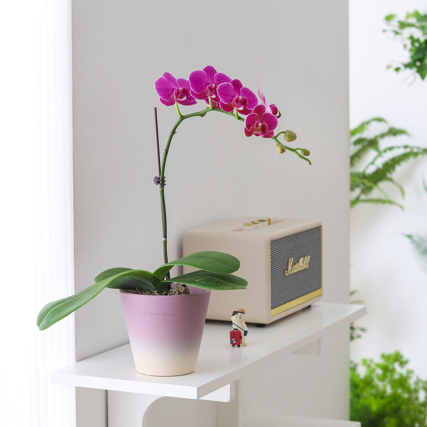 蝴蝶兰盆栽带花苞室内客厅办公室桌面绿植花卉四季好养活植物盆景