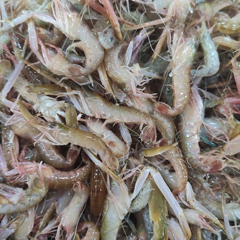 大连 大 嘎巴虾夹板虾冷冻 红色（小虾图片大小仅供参考）顺丰包邮