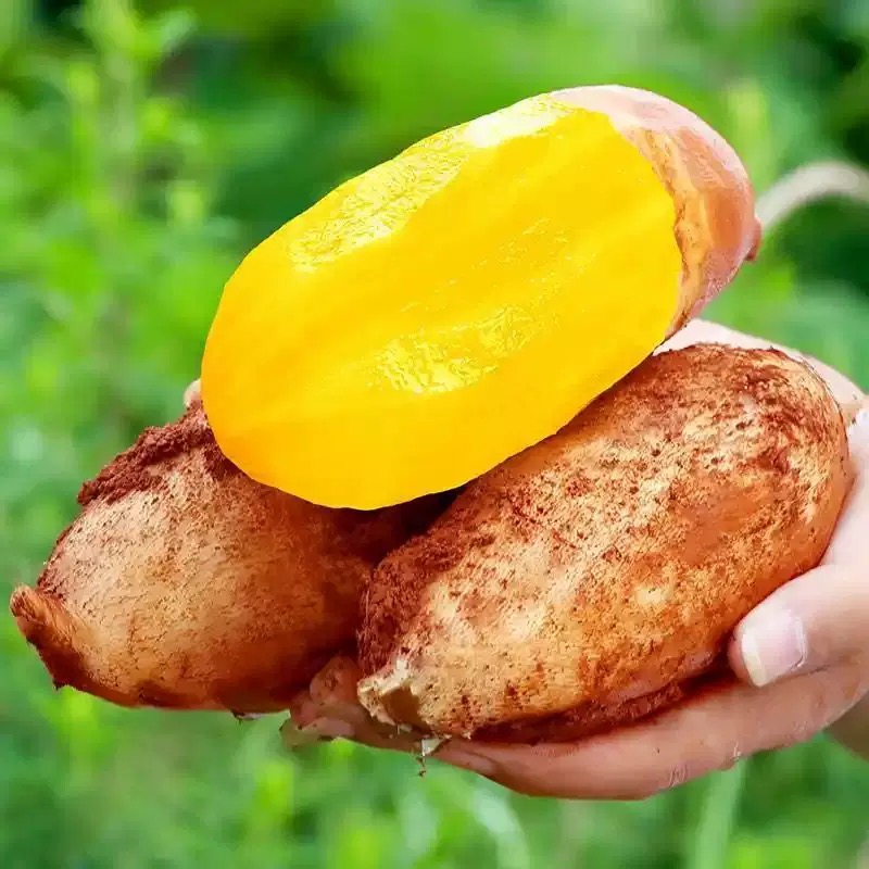 【2025年头茬新果】云南特产天山雪莲果2-9斤 清甜多汁当季现挖水果