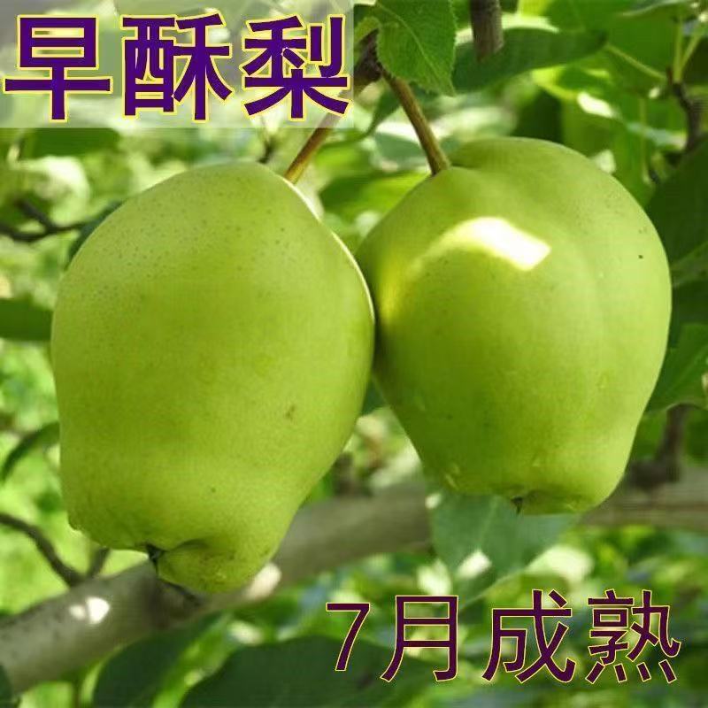 早酥梨树苗嫁接早熟酥梨苗青皮酥梨肉细脆多汁 味甜香嫁接梨树苗