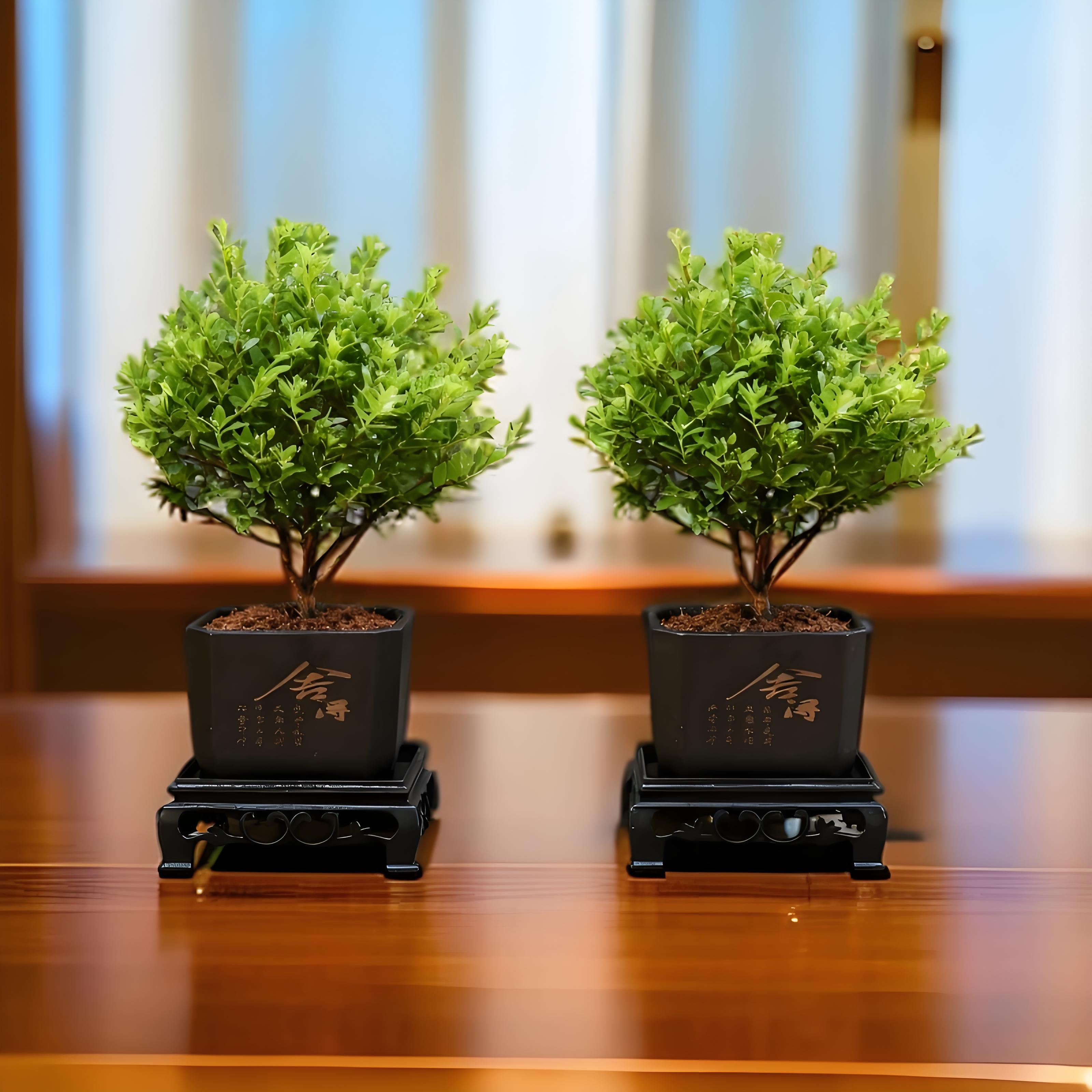 【买一送一】小叶赤楠 盆景绿植老桩 植物茶室花卉小盆栽室内高级