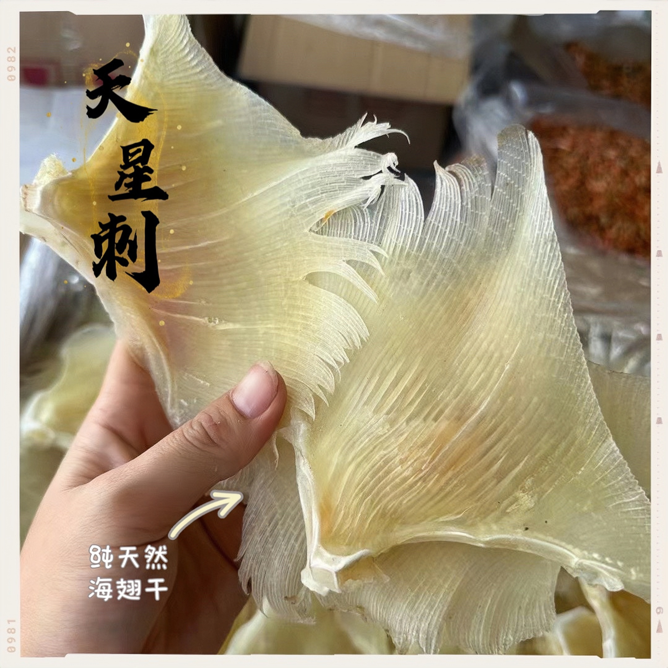 浦鱼翅 海狗翅 魔鬼翅干 海翅干 浦鱼软骨翅肉质新鲜 海鲜干货