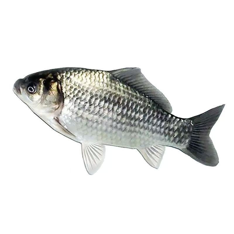 大板鲫中科五号三号鲫鱼黄金鲫淡水冷水鱼可过冬适合做宠物观赏鱼