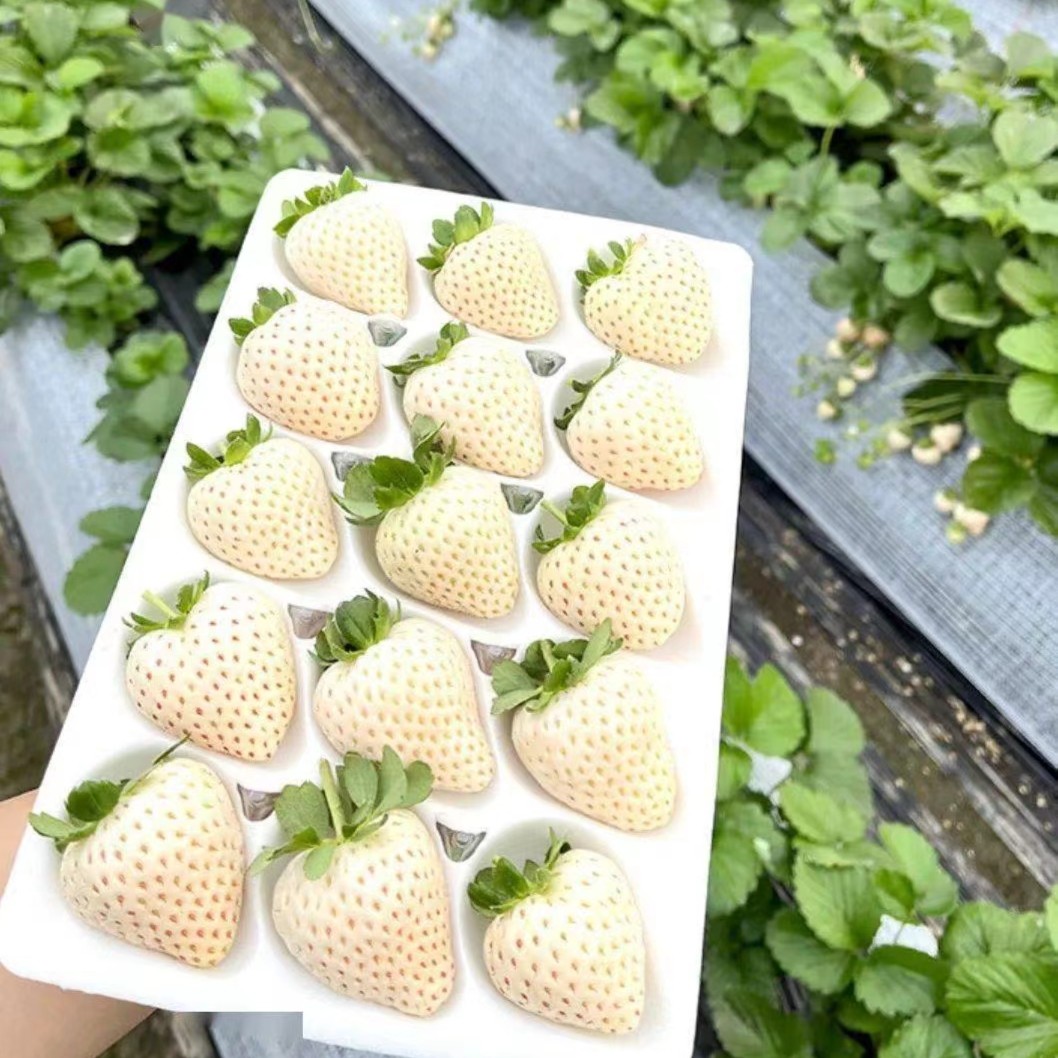 建德白露草莓苗 原盆原土 草本种苗