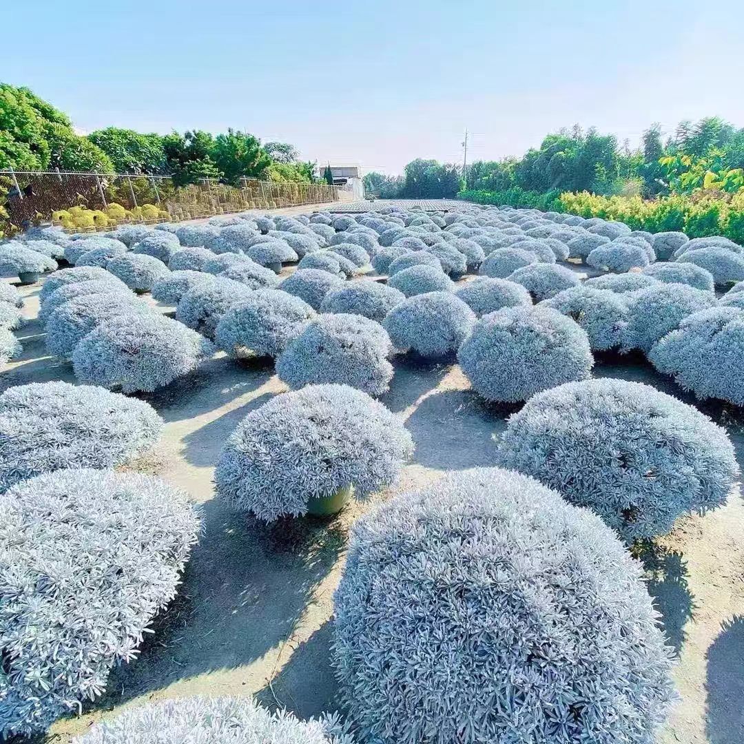 芙蓉菊老桩盆栽雪艾中草药绿植银叶菊庭院花镜四季常绿耐寒植物