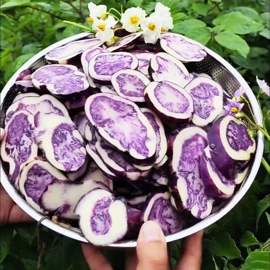 贵州高山乌洋芋七彩土豆转心乌洋芋香糯粉非转基因农家菜花青素