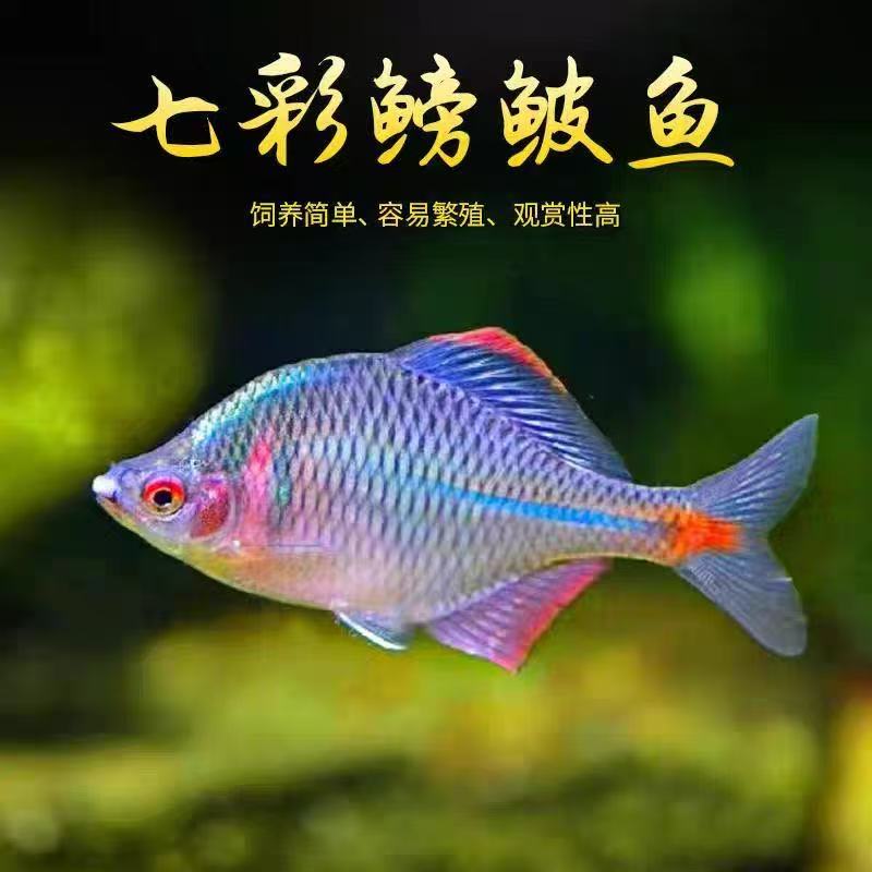 小型淡水鱼好养原生鳑鲏鱼观赏旁皮鱼鱼冷水鱼原生鱼七彩高体旁皮
