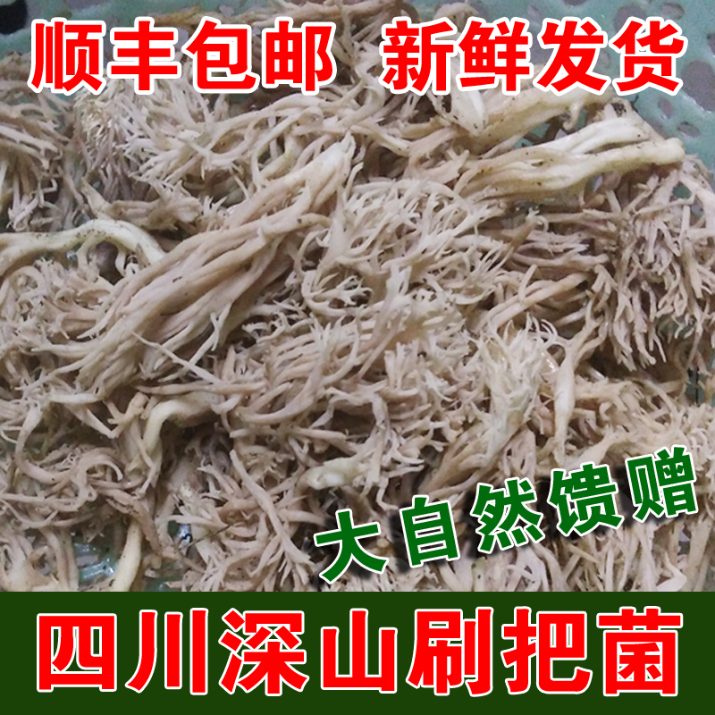 四川野生新鲜珊瑚菌山货刷把菌非干货野生龙爪扫把菌扫巴菌蘑菇