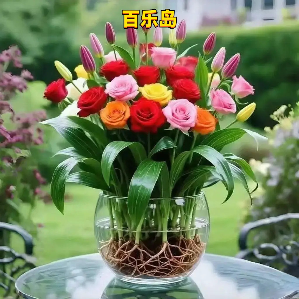 水培浓香重瓣玫瑰盆栽懒人好种四季种植室内阳台花卉盆栽驱蚊虫