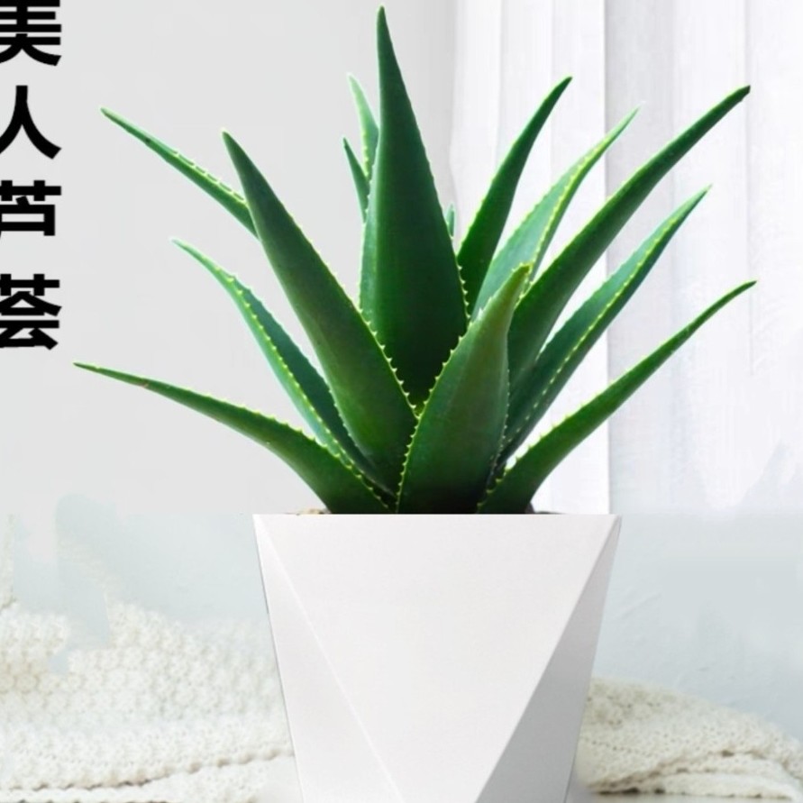 不夜城芦荟HD盆栽室内办公室大盆绿植净化空气四季常青客厅植物