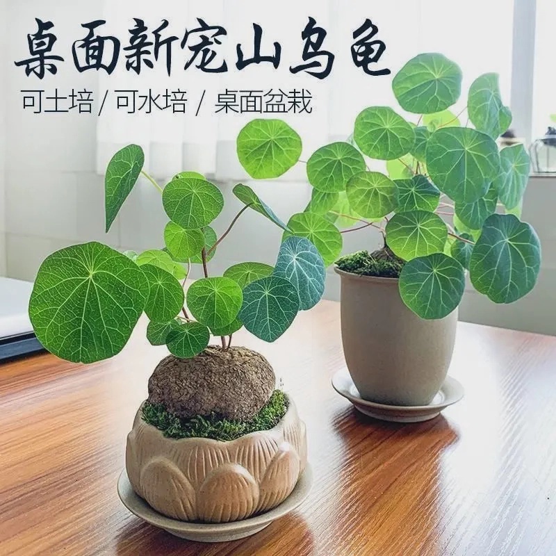 精选云南红藤山乌龟土培水培金不换庭院阳台懒人必备进化空气吸甲