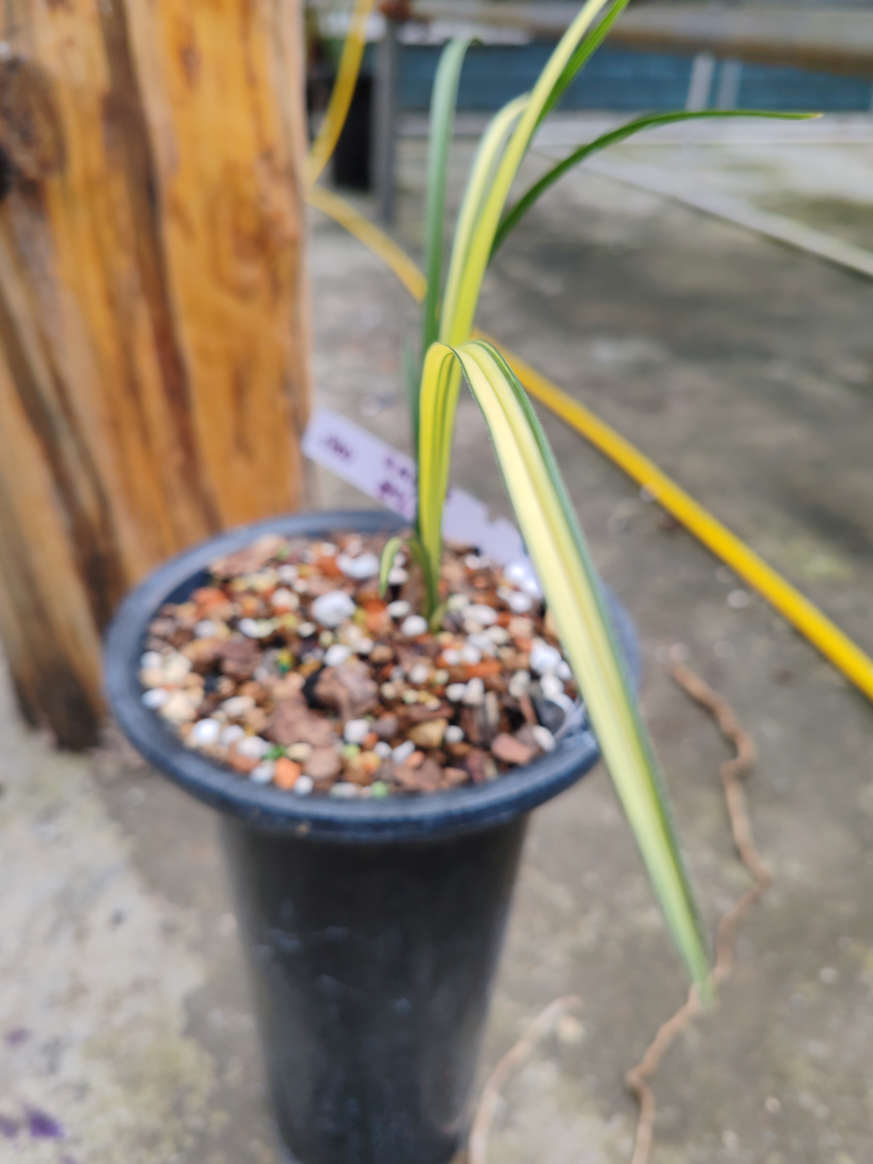 春兰惠兰秦岭生态自然种植