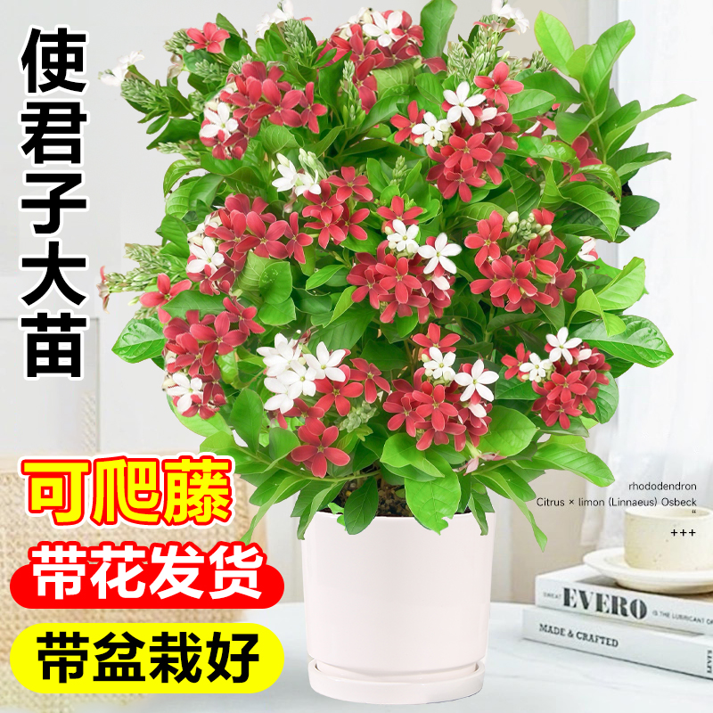 使君子爬藤植物重瓣攀爬花卉室内外阳台庭院盆栽地栽耐热驱蚊绿植