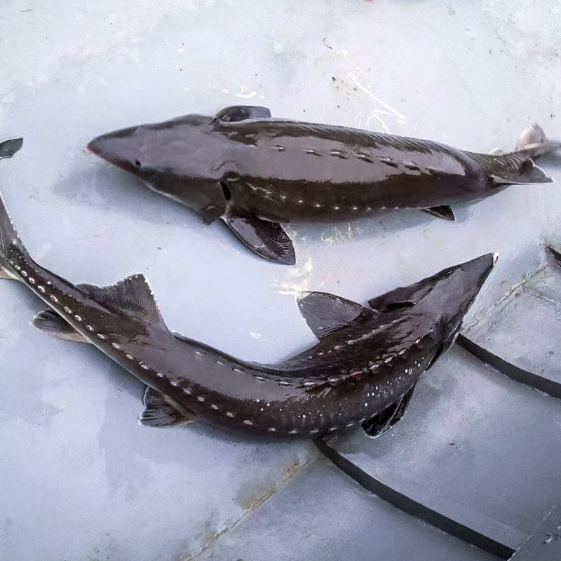 四川鲟龙软骨鱼渔场直发生态养殖