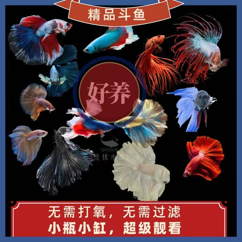 泰国斗鱼上午场直播选号A168-A191号S级精品好养耐活适合桌面饲养