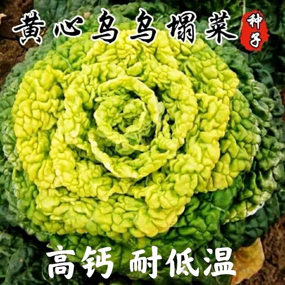 【满5包包邮】黄心乌菜种种子种籽乌塌菜雪里金花青菜蔬菜孑白菜籽